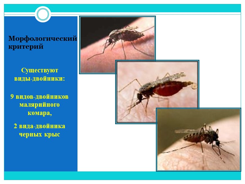 Морфологический критерий  Существуют  виды-двойники:   9 видов-двойников малярийного комара,  2